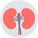 Kidneys Kidney Anatomy Icon