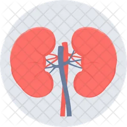 Kidneys  Icon