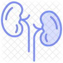 Kidneys Duotone Line Icon Icon