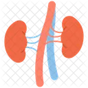 Kidneys Human Organ Kidney Icon