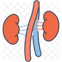 Kidneys Human Organ Kidney Icon