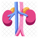 Kidneys Icon