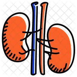 Kidneys  Icon