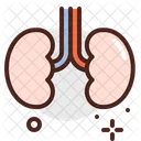 Kidneys Kidney Organ Icon