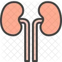 Kidneys Human Organ Icon