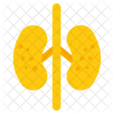 Kidneys Urinary Bladder Urinary Tract Icon