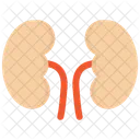 Kidneys Organ Renal Icon