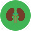 Kidneys Bean Shaped Icon