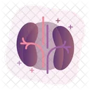 Kidneys Body Organ Body Part Icon