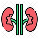 Kidneys Organ Anatomy Icon