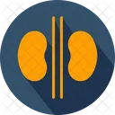 Kidneys Body Organ Icon