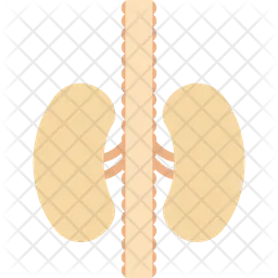 Kidneys  Icon
