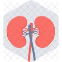 Kidneys Organ Body Icon