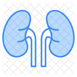 Kidneys  Icon