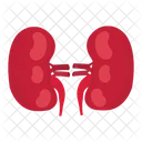 Kidneys Internal Organ Organ Icon