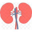Kidneys Human Kidney Treatment Icon