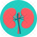 Kidneys Human Kidney Treatment Icon