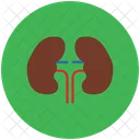 Kidneys  Icon