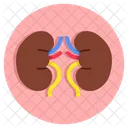 Kidneys Nephrons Human Organ Icon