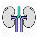 Kidneys Organ Anatomy Icon