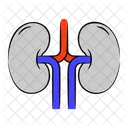 Kidneys  Icon