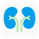 Kidneys Urology Organ Icon