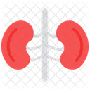 Kidneys Urinary Bladder Urinary Tract Icon