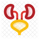 Anatomy Kidneys Urinary Tract Icon