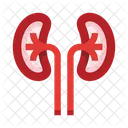 Anatomy Kidneys Urinary Icon