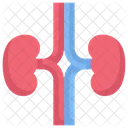 Anatomy Organ Biology Icon