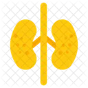 Kidneys Urinary Bladder Urinary Tract アイコン
