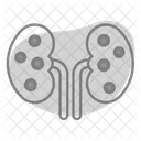 Kidneys Organ Anatomy アイコン