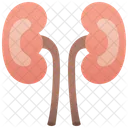 Kidneys  アイコン