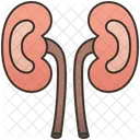 Kidneys  アイコン