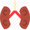 Kidneys  アイコン