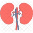 Kidneys Human Kidney Treatment アイコン