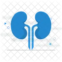 Kidneys  Icon