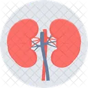Kidneys  Icon