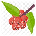 Kiefernbeeren Beerenfruchte Weisse Erdbeeren Symbol