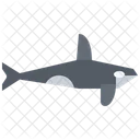 Killer Whale Whale Ocean Icon