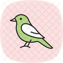 Kingbird Bird Flycatcher Icon