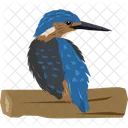 Kingfisher Wildlife Bird Icône