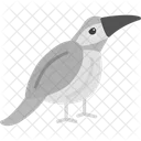 물총새 호주 호주 아이콘