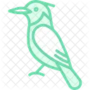 Kingfisher Bird Fishing Icon