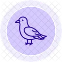 Kittiwake Bird Sea Icon