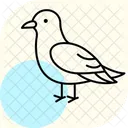 Kittiwake Bird Sea Icon