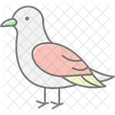 Kittiwake Bird Sea Icon