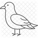 Kittiwake Bird Sea Icon