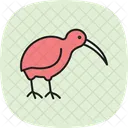 Kiwi Bird Newzealand Icon