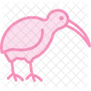 Kiwi Bird Newzealand Icon
